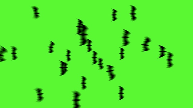 2D蝙蝠绿屏视频下载