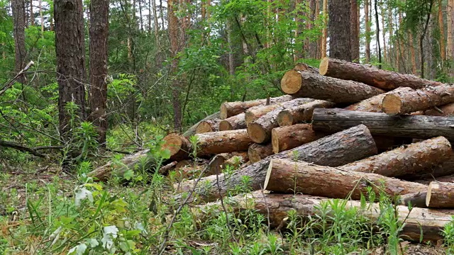 森林里被伐倒的树干视频素材