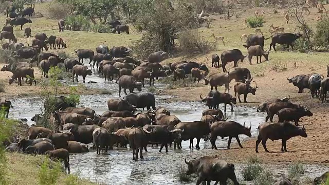 非洲野牛群视频下载