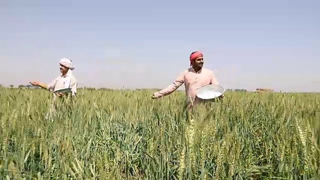 印度哈里亚纳邦，农民在农作物上喷洒杀虫剂视频素材