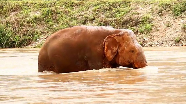 泰国大象在泰国清迈的河里游泳视频素材