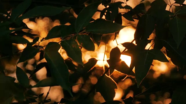 自然背景与剪影的树叶视频下载