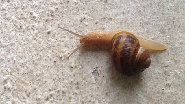 蜗牛爬上一堵墙视频素材
