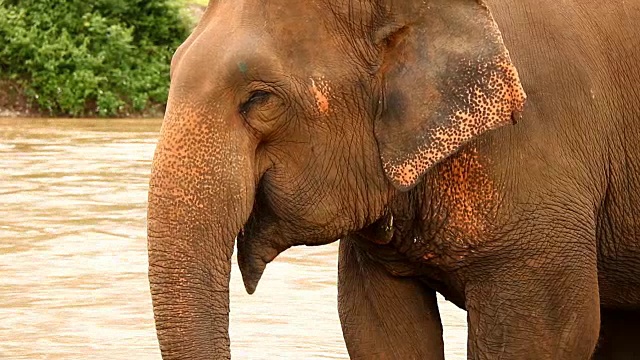 泰国大象吃水果，泰国清迈。视频素材