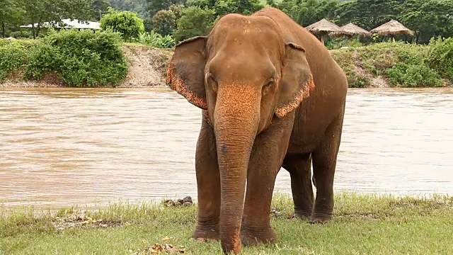 泰国大象吃水果，泰国清迈。视频素材