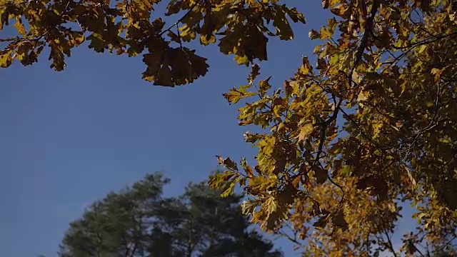 秋叶与蓝天的背景。秋天公园里五颜六色的树叶。风的沙沙声视频下载