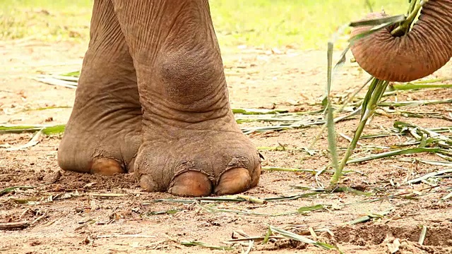 泰国大象腿，泰国清迈。视频素材