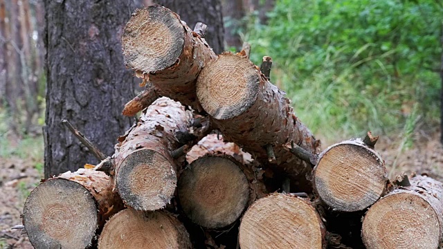 森林中被砍倒在树干上的原木视频素材