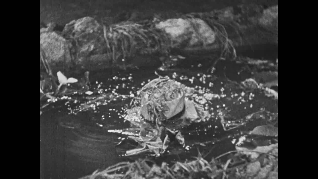 1932年，男子(平·克劳斯贝饰)从池塘中出现视频下载