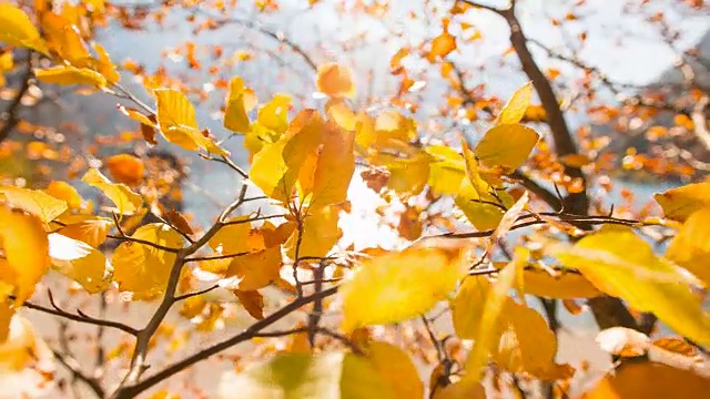 秋天，树枝上五颜六色的叶子在风中飞舞视频素材