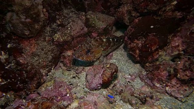 岩鱼(鲉)海底视频素材