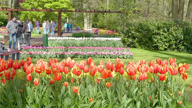 库肯霍夫的花园里有很多五颜六色的花视频下载