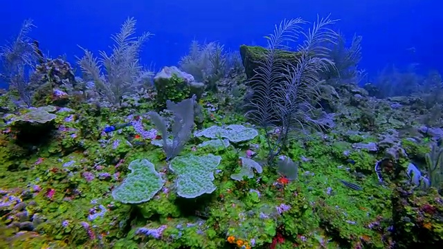 在加勒比海美丽的珊瑚礁上潜水-伯利兹堡礁/龙涎香礁视频素材