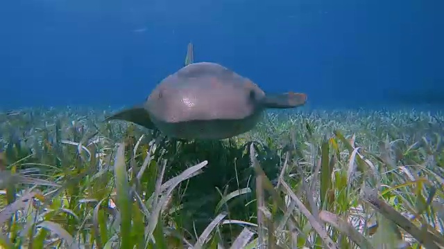加勒比海鲨鱼巷海洋保护区的护士鲨-伯利兹堡礁/龙涎香礁视频素材