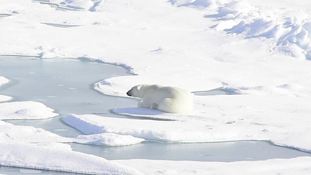 北极熊躺在海冰上视频素材