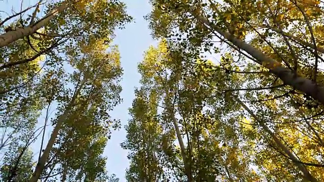 阳光照耀着秋日的森林视频素材