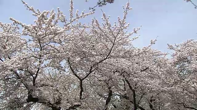 樱花，东京，日本视频素材