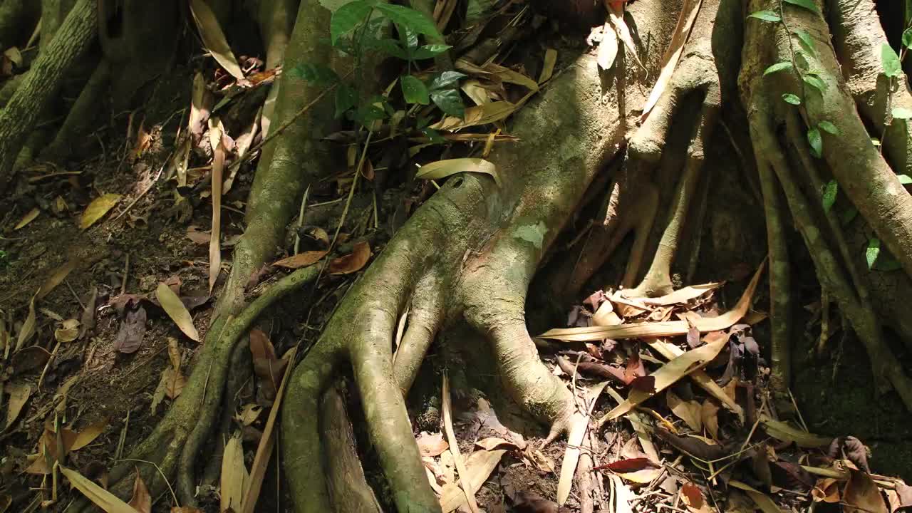 时间推移的阴影转移到热带雨林的地面和无花果的根，梅加达，缅甸视频素材