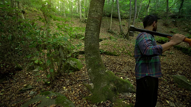 砍伐森林中的树木- 4K分辨率视频下载
