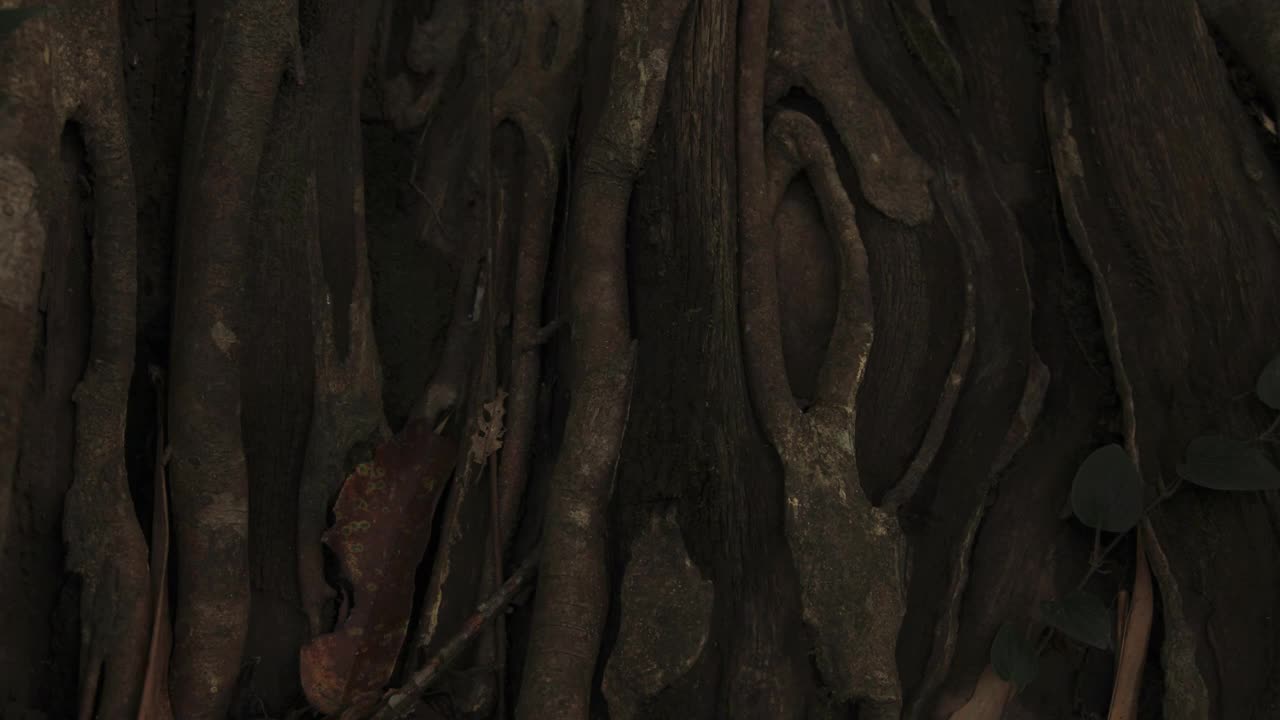时间推移的阴影转移到热带雨林的地面和无花果的根，梅加达，缅甸视频素材