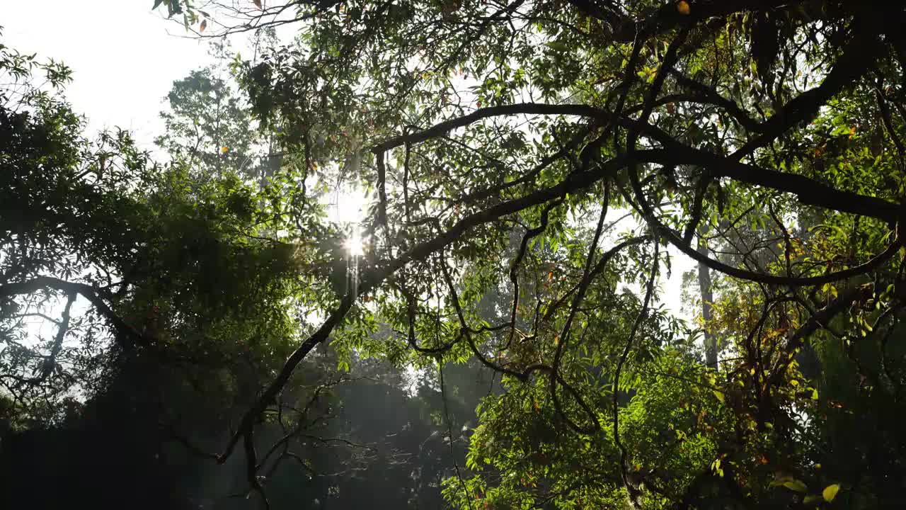 时间流逝的太阳升起在热带雨林营地，萨鲁，缅甸视频素材