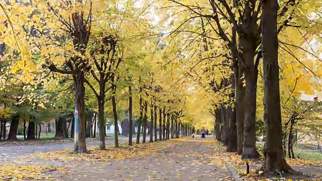 秋天的公园。时间流逝。视频素材