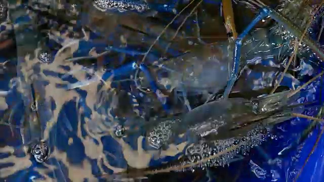 虾的农场视频素材