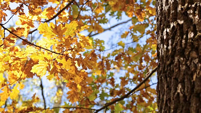 秋天。长着黄叶的橡树。视频素材