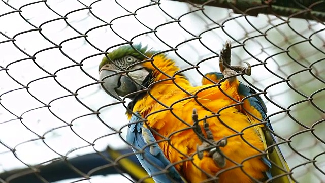 家养鹦鹉抓住篱笆想要逃离驯化。鹦鹉鸟看着照相机视频下载
