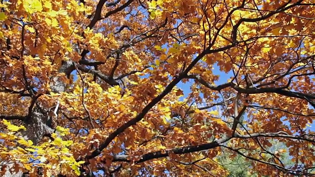 黄色的橡树叶在秋天。视频素材