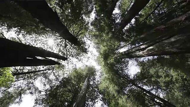 红杉树高耸，角度低视频素材