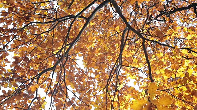 黄色的橡树叶在秋天。视频素材