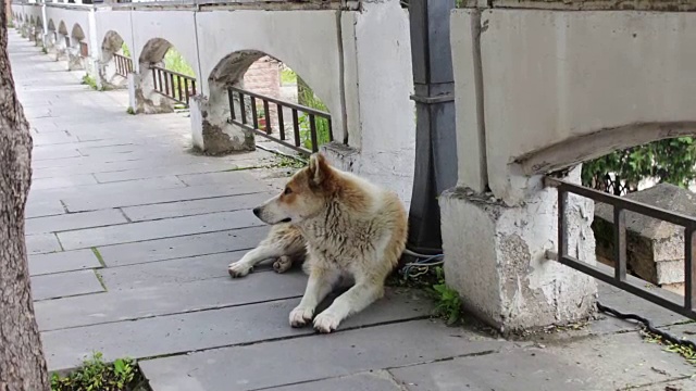 一只无家可归的白毛狗躺在格鲁吉亚锡格纳吉市的大街上，吐着舌头呼吸。这只流浪狗没有主人视频素材