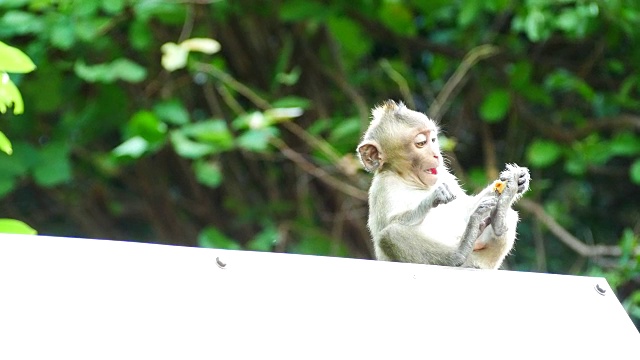 白色广告牌上的猴子在吃东西视频素材