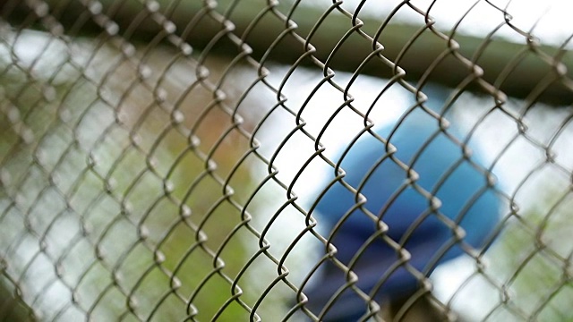 把动物锁在铁栏里的栅栏视频下载