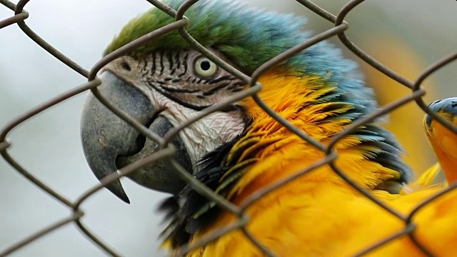 鹦鹉抓着栅栏。驯养的鸟看着相机视频下载