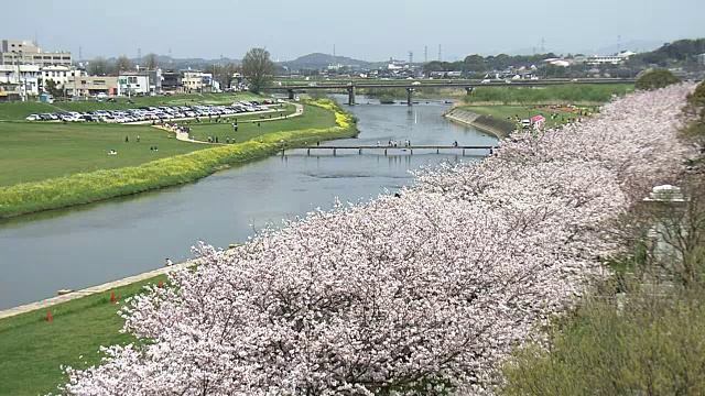 日本福冈龙川的樱花视频素材
