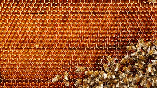4K近距离观察蜜蜂在蜂房的蜂巢视频素材