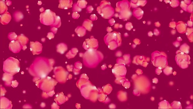 美丽的玫瑰花瓣在简单的背景。循环动画。视频素材