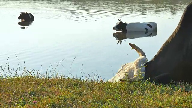 牛在池塘边被抓伤了。牛在地上抓着头。视频素材