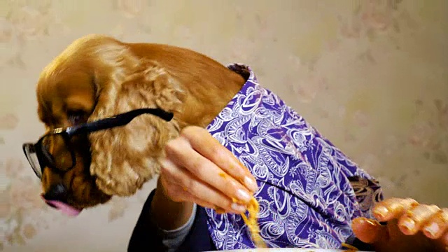 优雅的狗用手吃东西视频素材