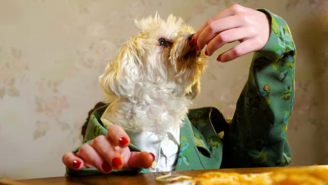 优雅的狗用手吃东西视频素材