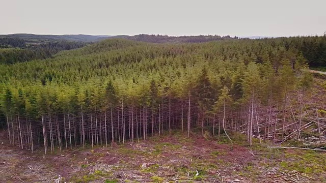 收获的树桩和幸存的森林之间的线-空中视频素材
