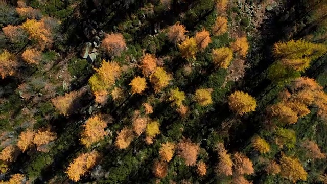 头顶空中鸟瞰橘子和红色落叶松森林森林和小溪在阳光明媚的秋天。阿尔卑斯山户外丰富多彩的自然景观，山野秋实的建立。4k无人机飞行建立镜头视频素材