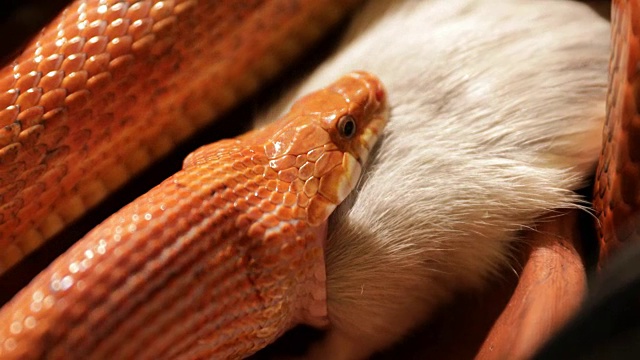 玉米蛇的猎物视频素材