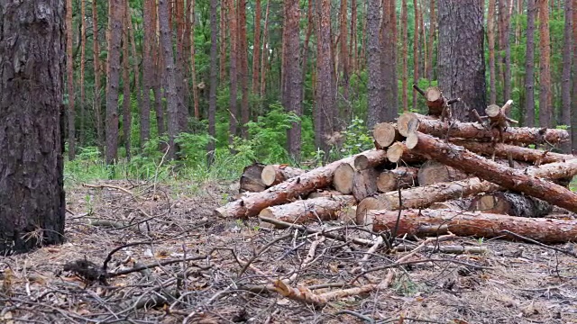 砍伐的原木堆放在森林里视频素材
