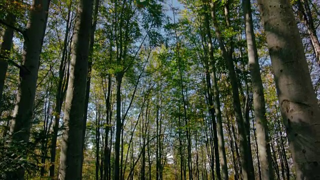 岩石,无人机,树林,在上面视频素材