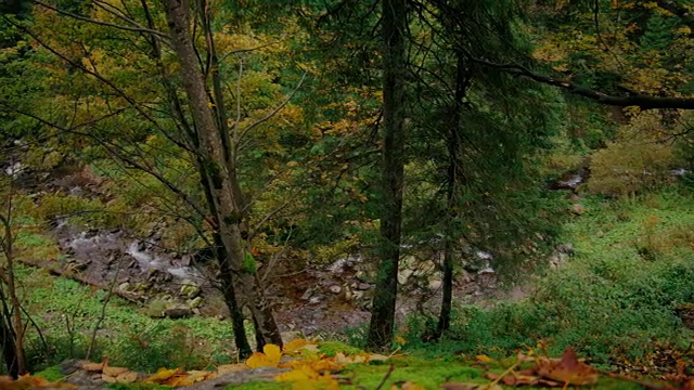 森林溪流在树之间的峡谷视频素材