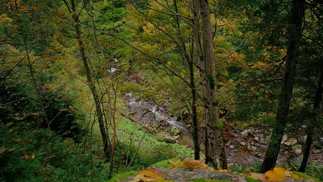 森林溪流在树之间的峡谷视频素材