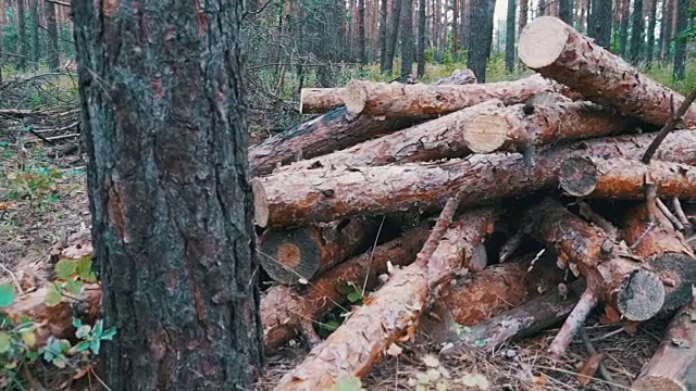 森林里被伐倒的树干视频素材